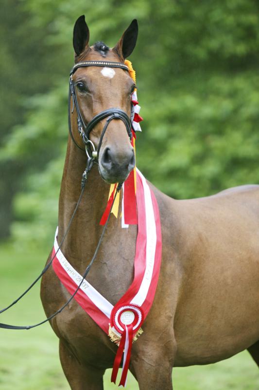 Chelsea crowned/graded with a Gold Medal, sire: Cajus