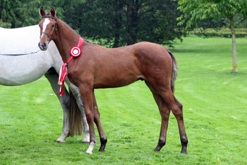 Show Jumping Emphasized stallion Foal of The Year Birkegaerdens Charmeur.
