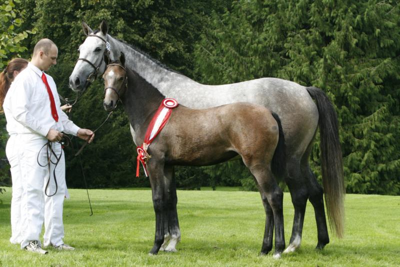 Show Jumping Emphasized mare foal of The Year Chassé