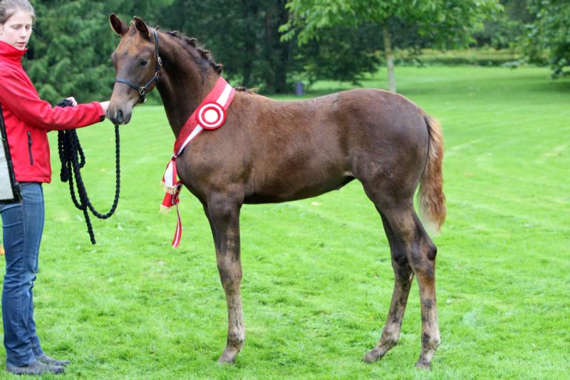 Show Jumping Emphasized mare foal of The Year Learkebjergs IQ.